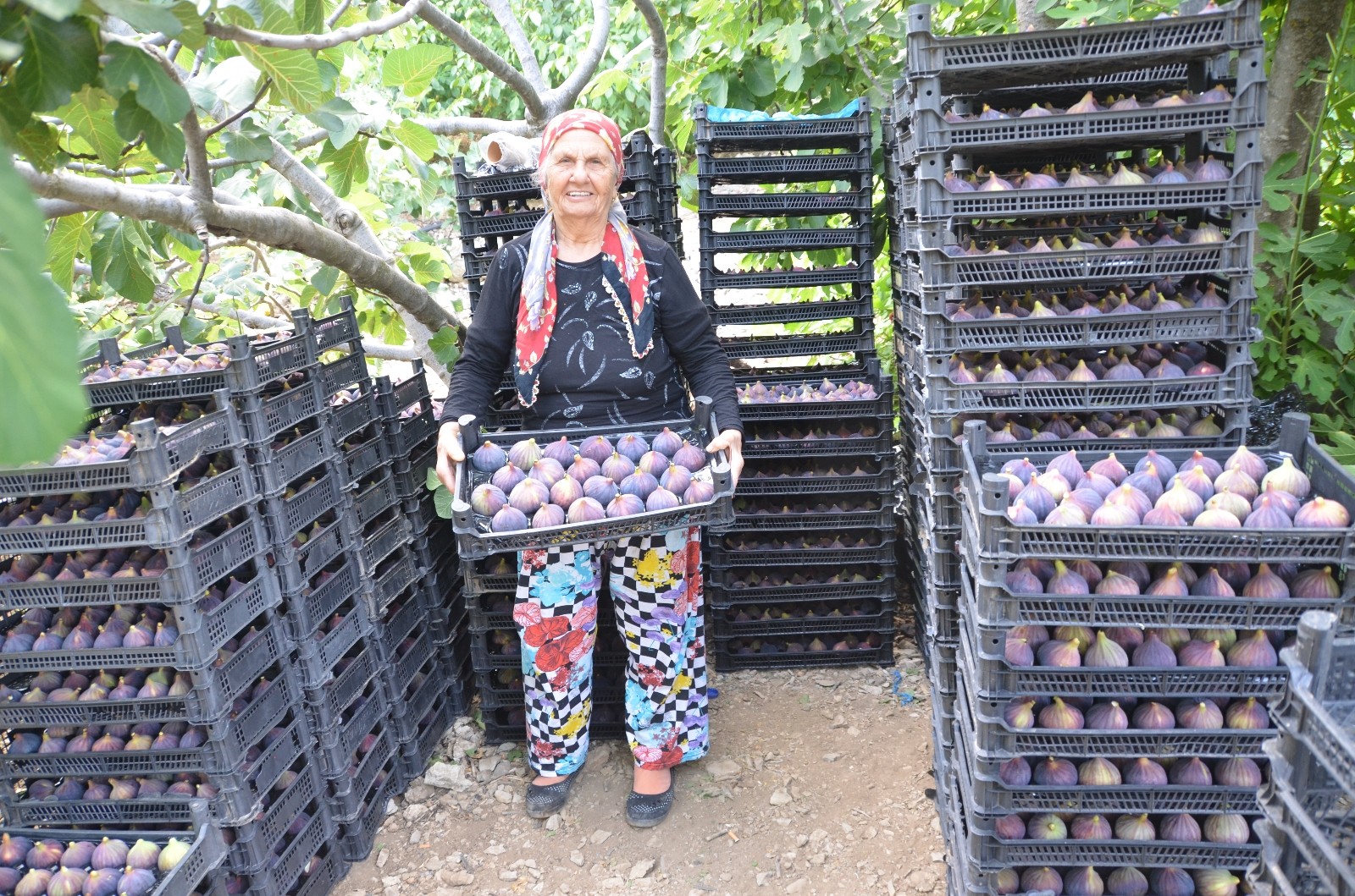 (ÖZEL) Antalya’da 800 rakımlı köyde taze incir hasadı başladı
