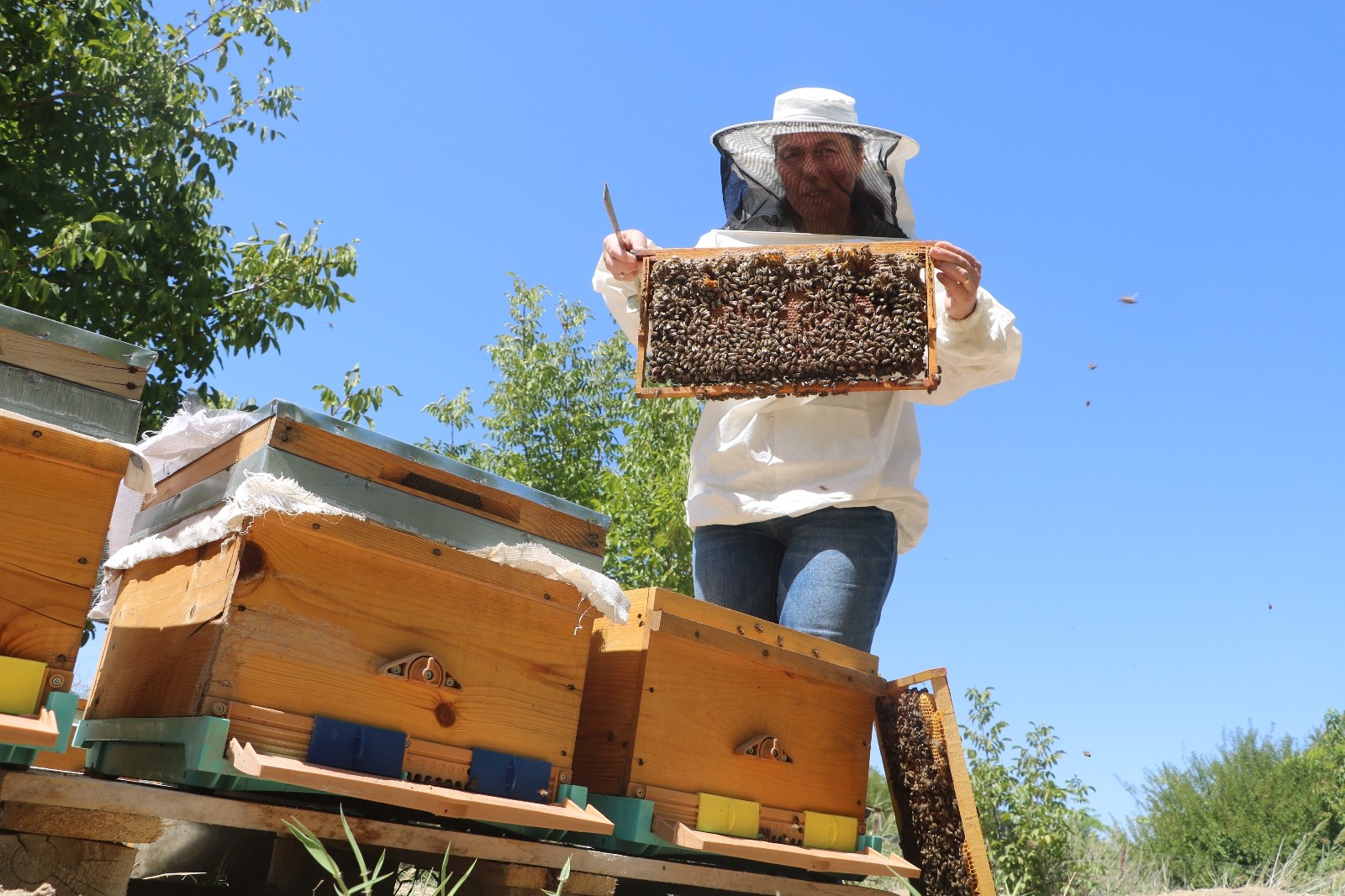 Bilim insanından arı ölümlerine karşı kış öncesi besin takviyesi uyarısı
