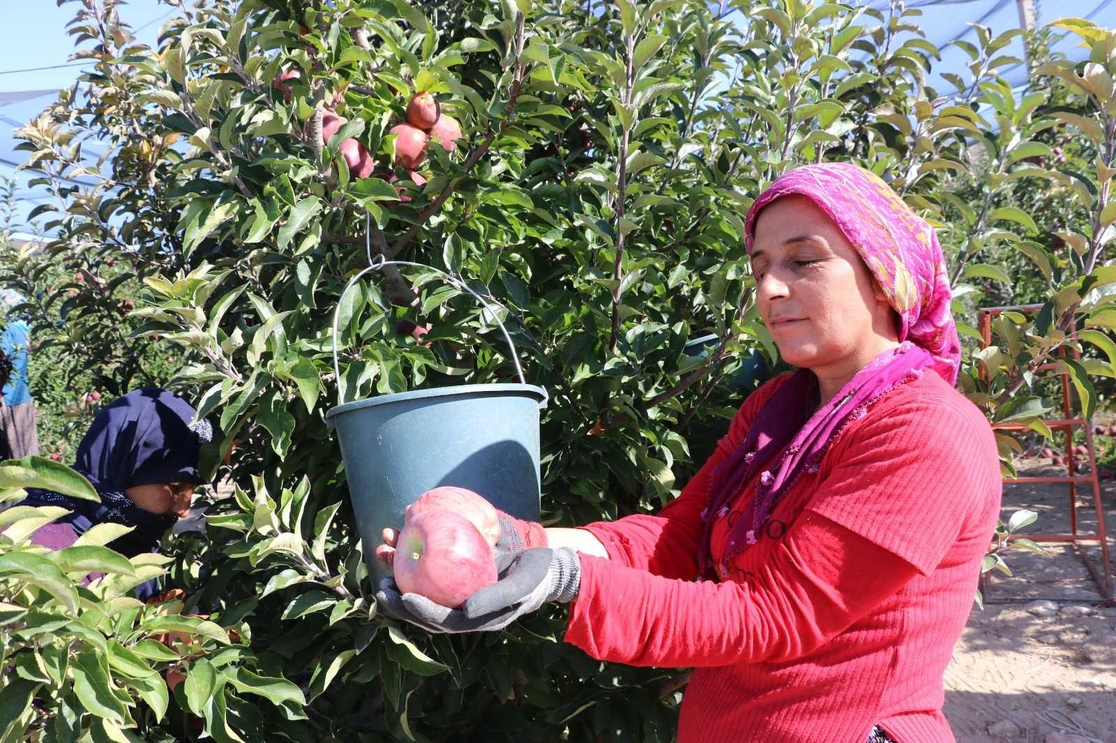 Türkiye’de ilk 3’te olan Niğde elmasının hasadı başladı