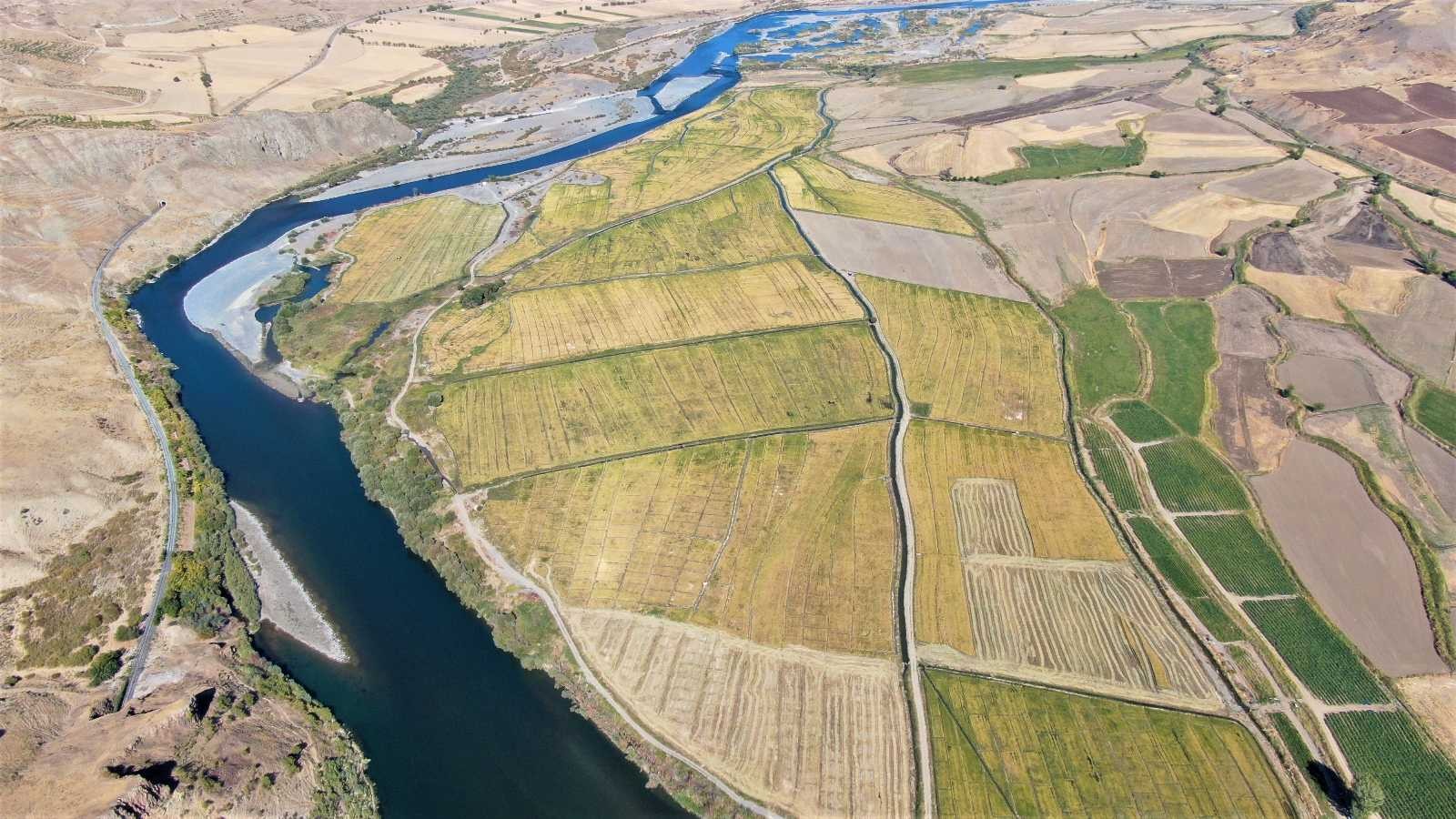 Kuruyan Murat Nehri’nde 150 gün suyun içinde yetişen pirinçte hasat zamanı