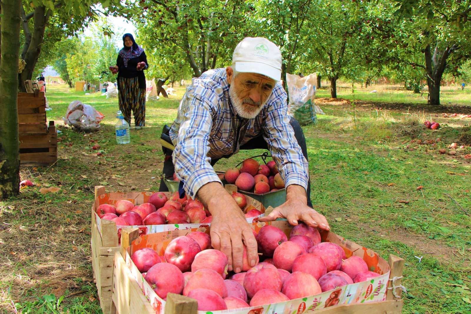 Amasya’da dalında 1,5 lira olan elma manavda 6 lira