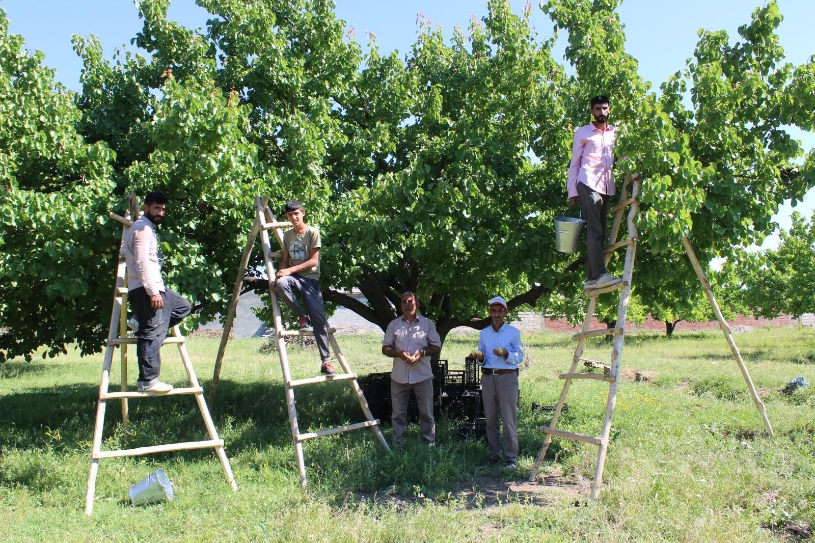 Iğdır’ın sembolü kayısıda hasat dönemi başladı