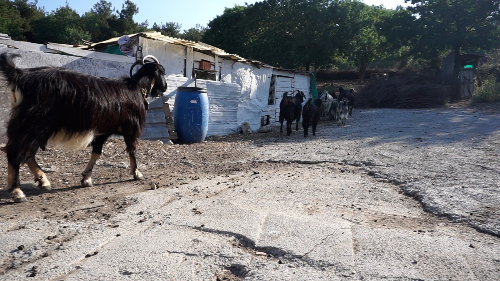 Foça’da kara keçi sayısı azaldı