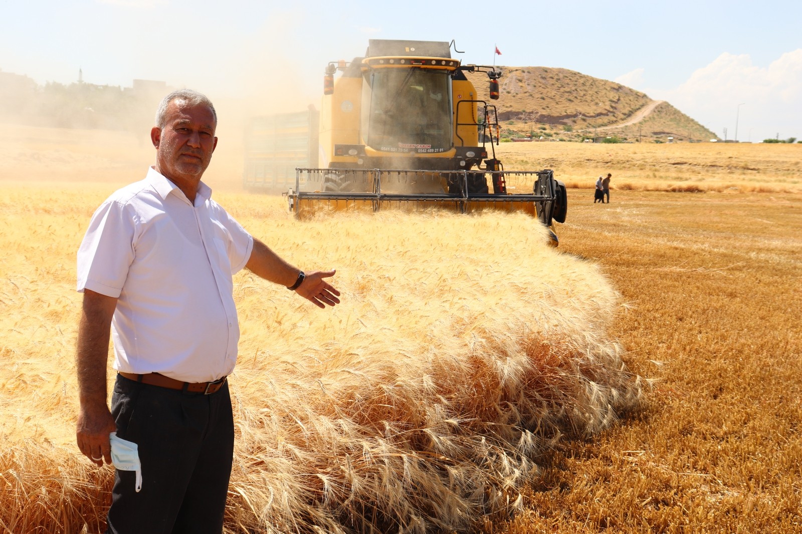 Dev makarnacıların peşinde olduğu Araban buğdayı hasadı başladı