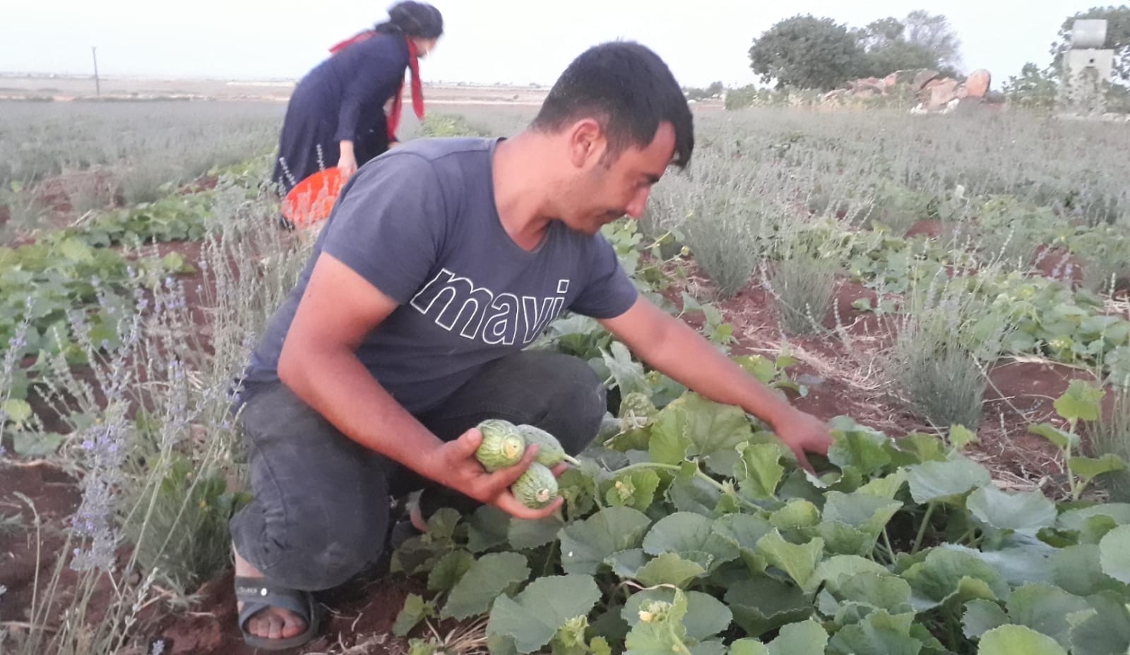 Şanlıurfa’da şelengo hasadı başladı