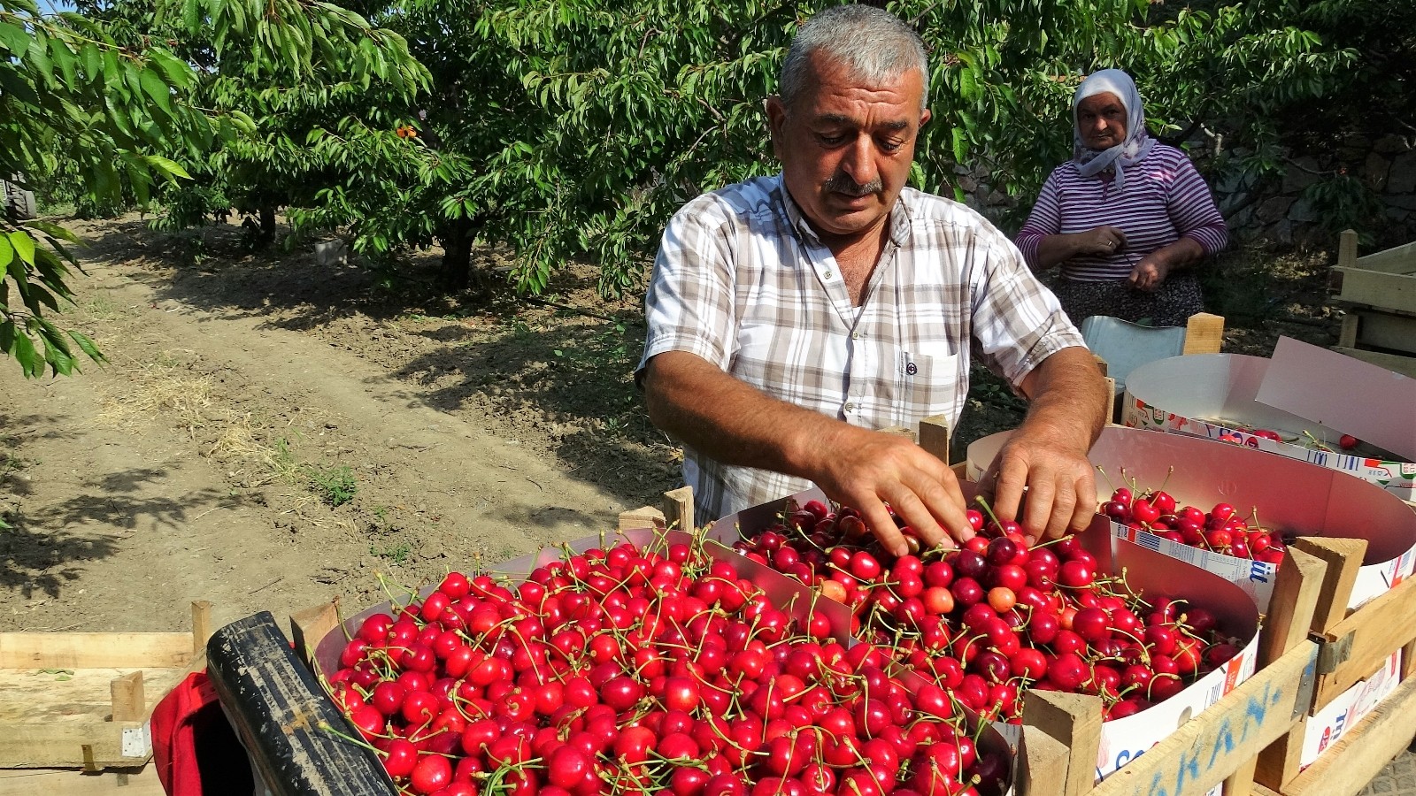 Tokat’ta ihracatlık kirazda rekolte kaybı