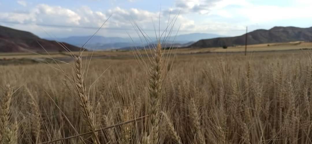 Nallıhan’da arpa ve buğday hasadı başladı