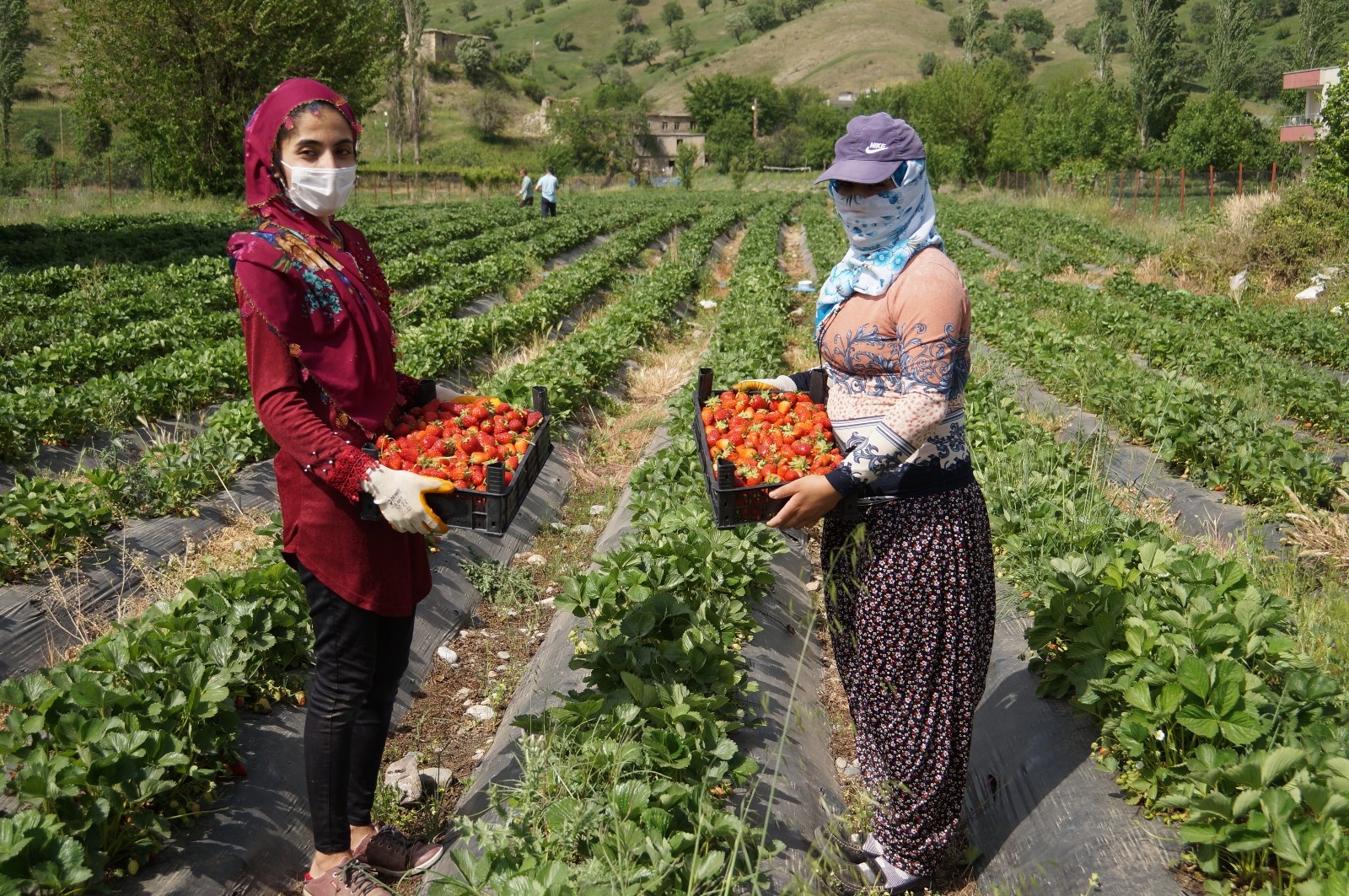 Sason çileği coğrafi işaret belgesi alarak markalaştı