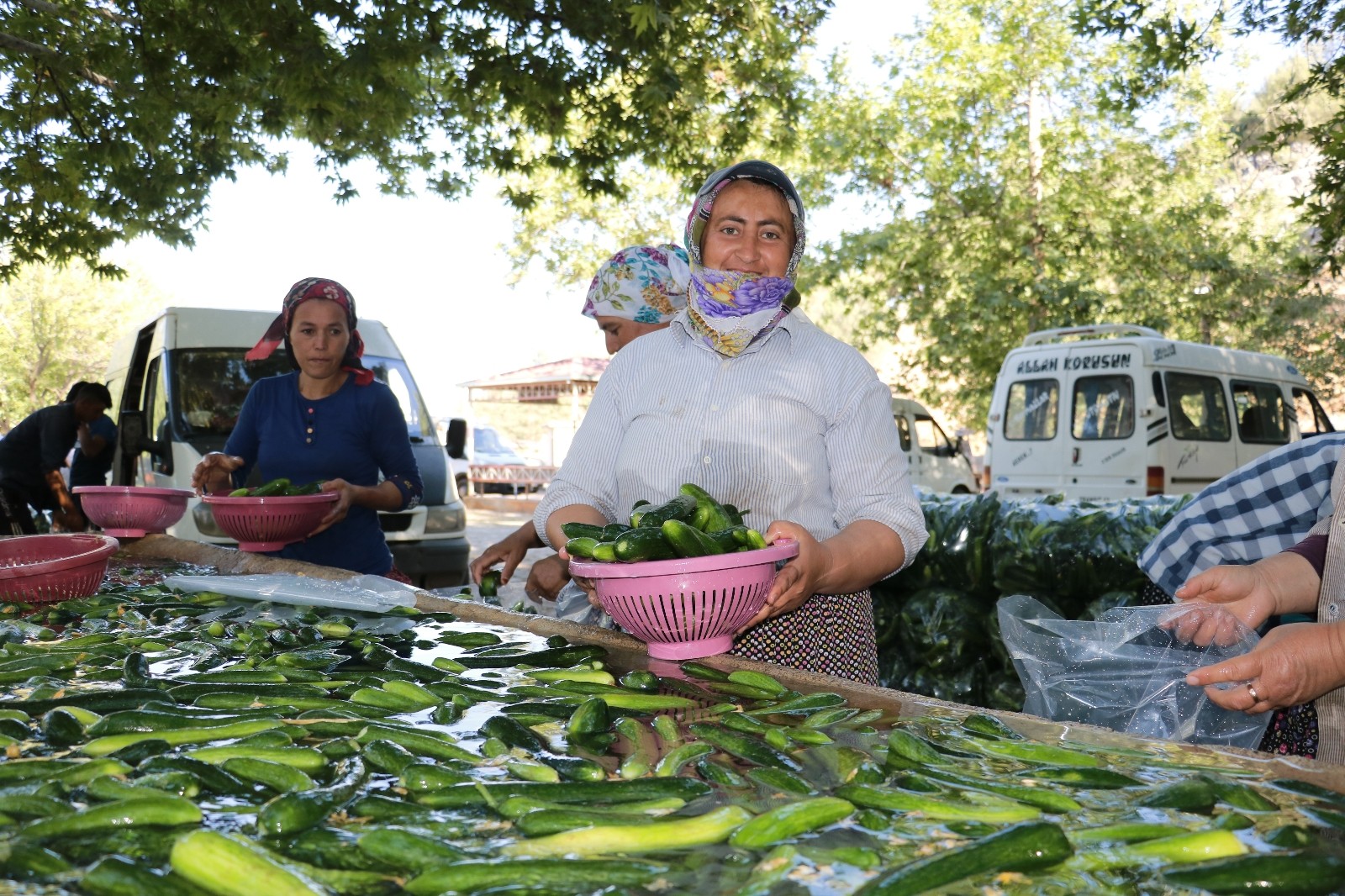 Kahramanmaraş’ta salatalıkta hasat bereketi