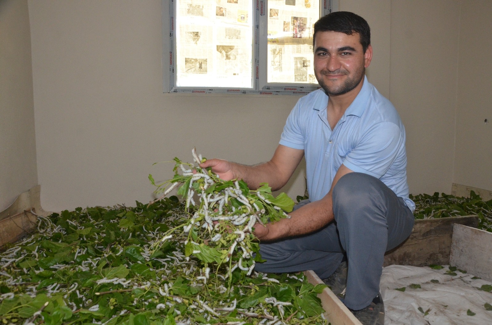 Merakla başladı, 40 bin ipekböceğine ulaştı