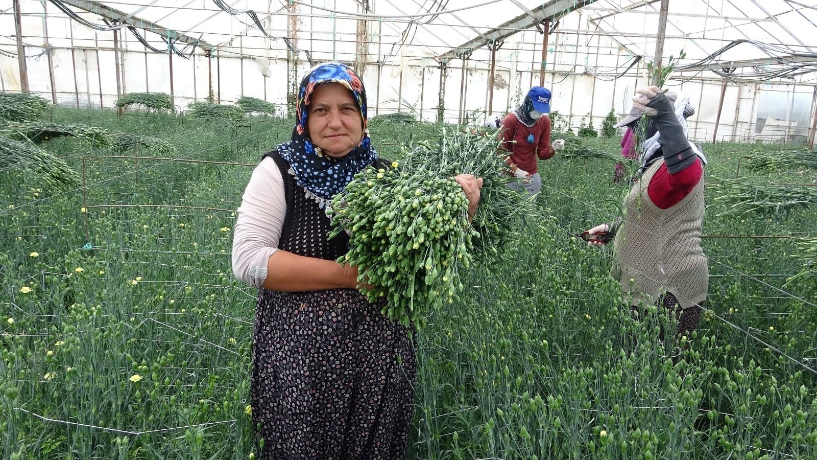 Köyden Hollanda ve İngiltere’ye karanfil ihracatı