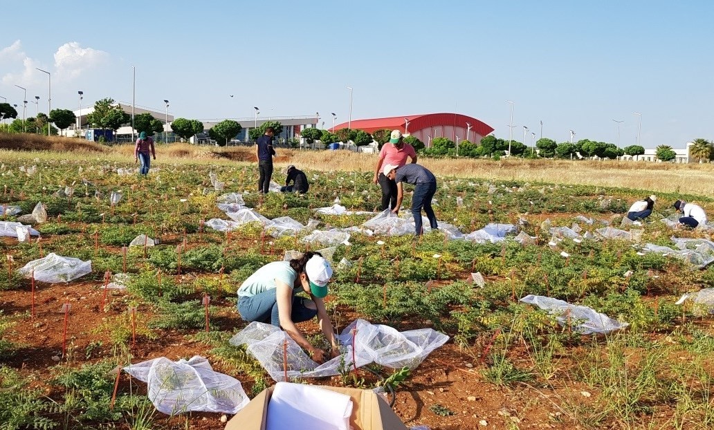 Şanlıurfa’da nohutun gen bankası oluşturuldu