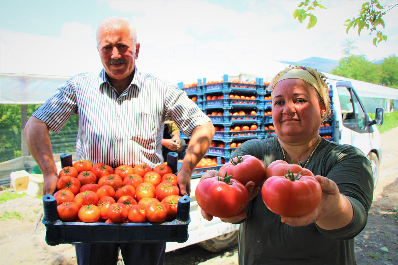 Karadeniz’in sebze üssü Amasya’da domates hasadı başladı