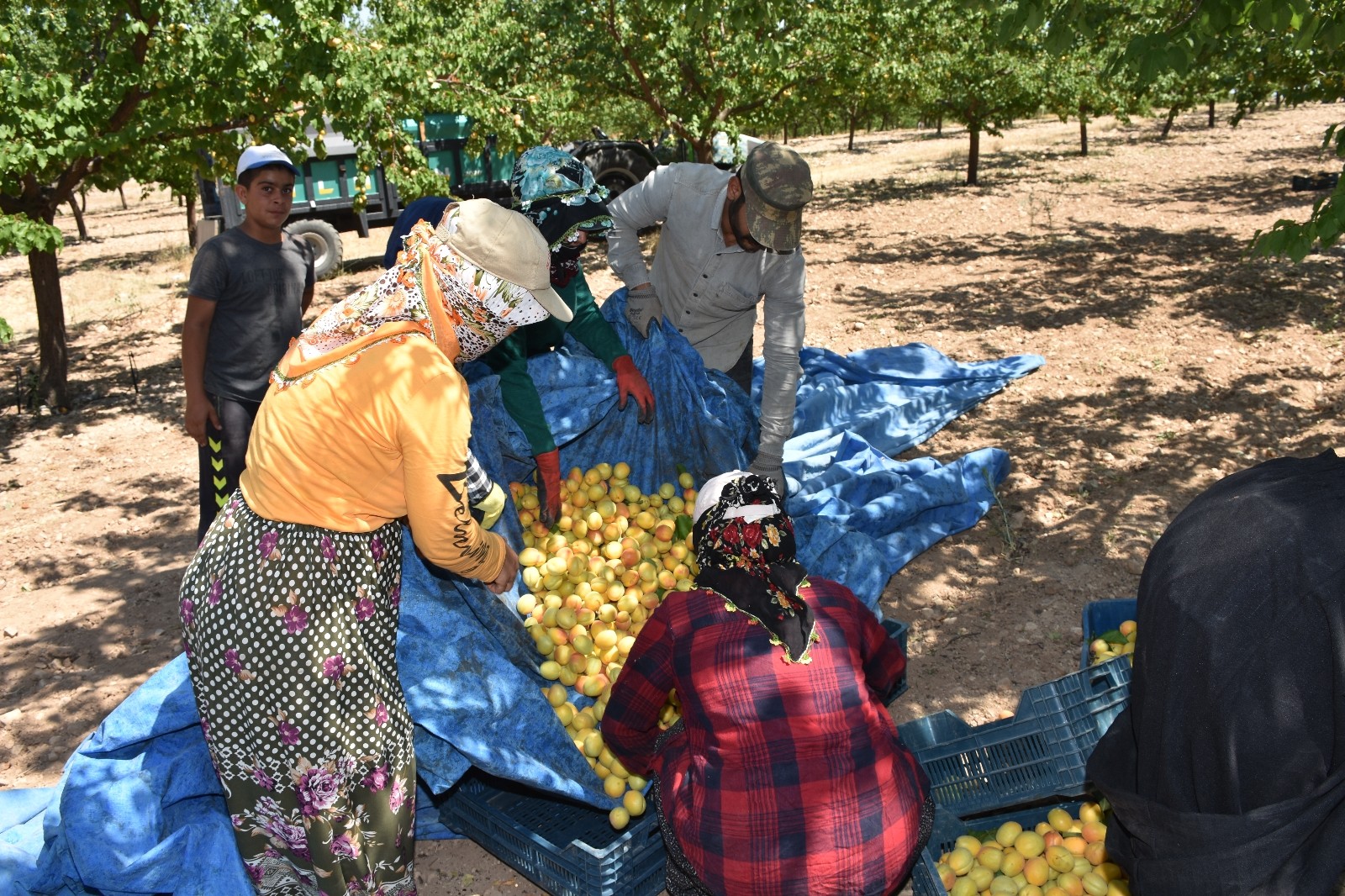 Dünya kayısı başkentinde hasat dönemi başladı