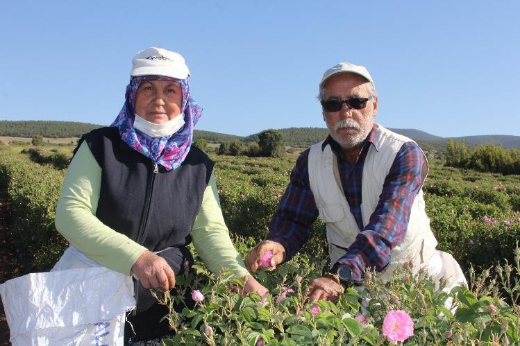 Isparta’da kuraklık gül rekoltesini ve verimini etkiledi