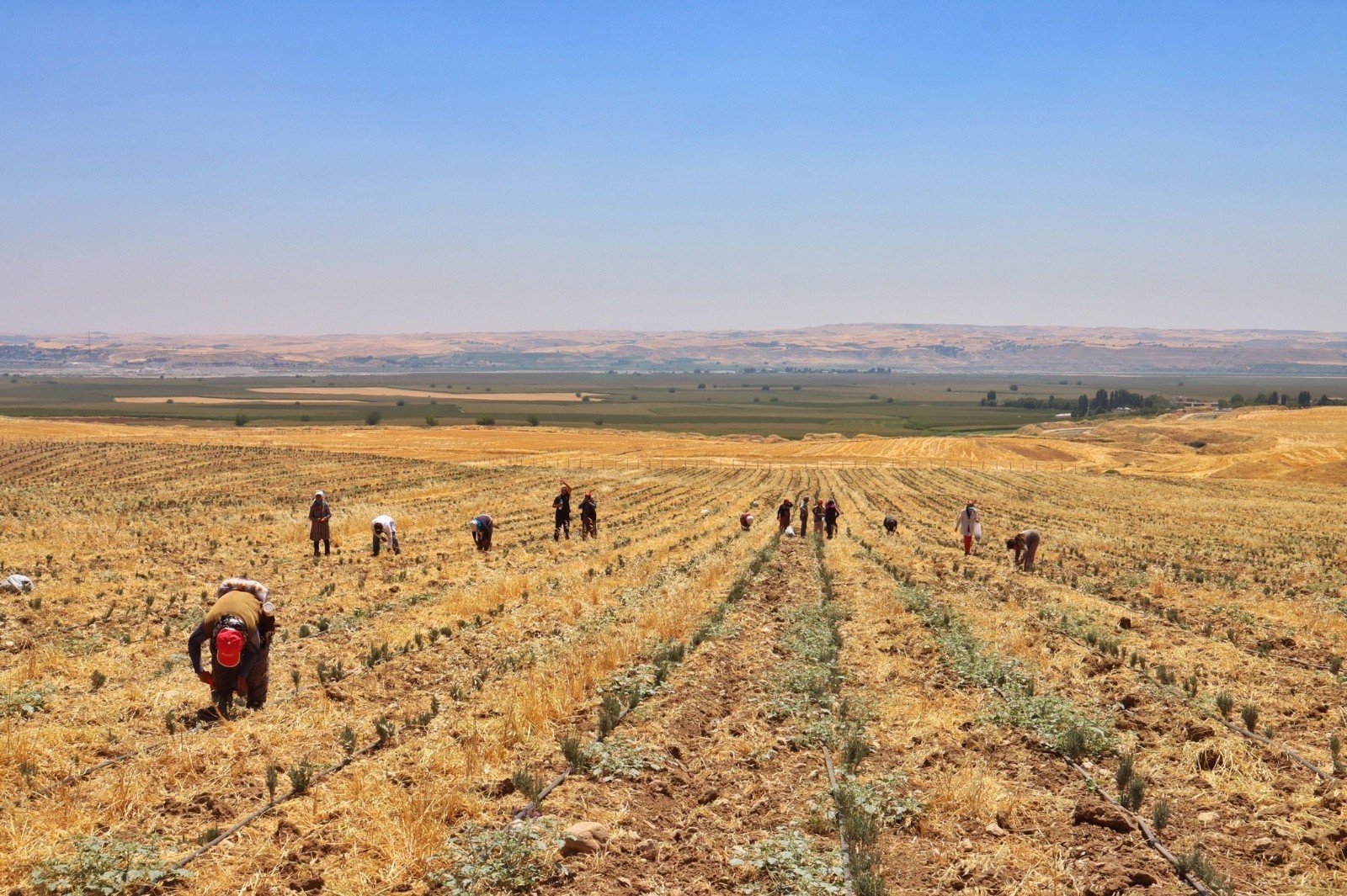 Silvan’daki mor tarladan lavanta hasadı yapıldı