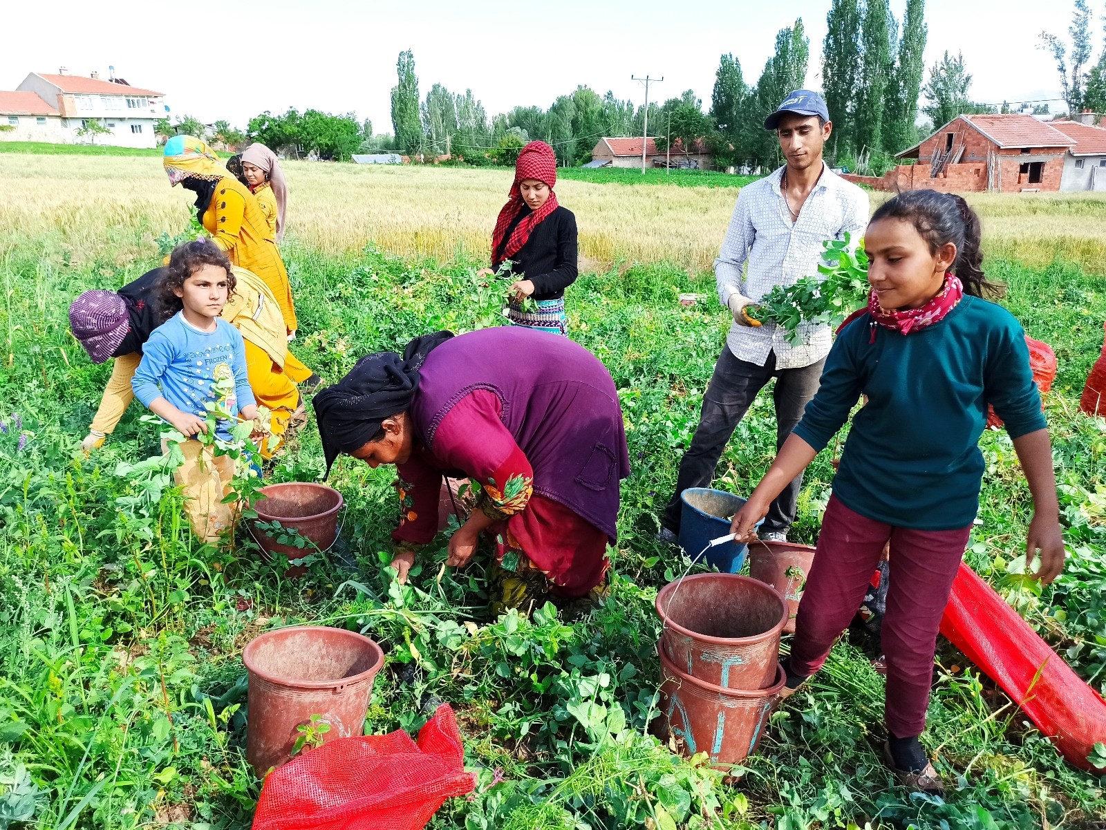 (ÖZEL) Afyonkarahisar’da bezelye hasadı başladı