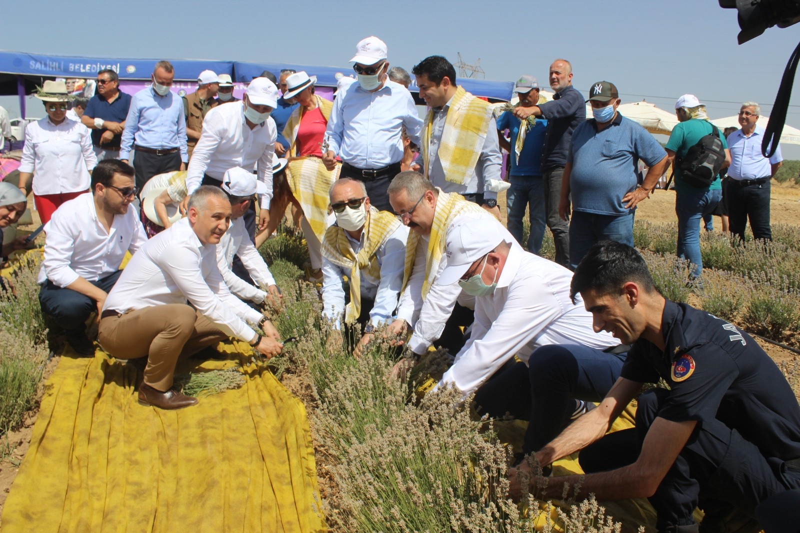 Manisa’da lavanta hasat şöleni