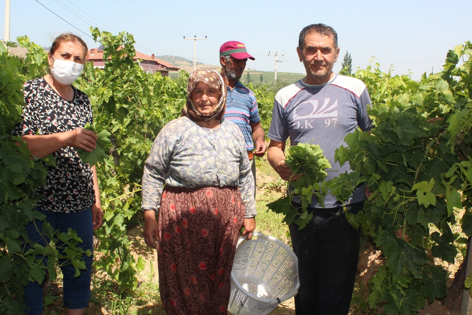 Sezon öncesi asma yaprağı üreticinin ek geliri oldu