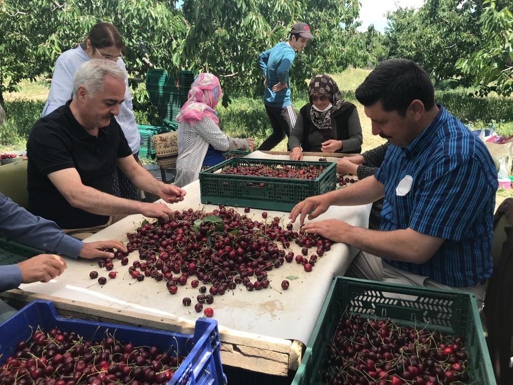 Isparta’da 1400 rakımlı köyde kiraz hasadı