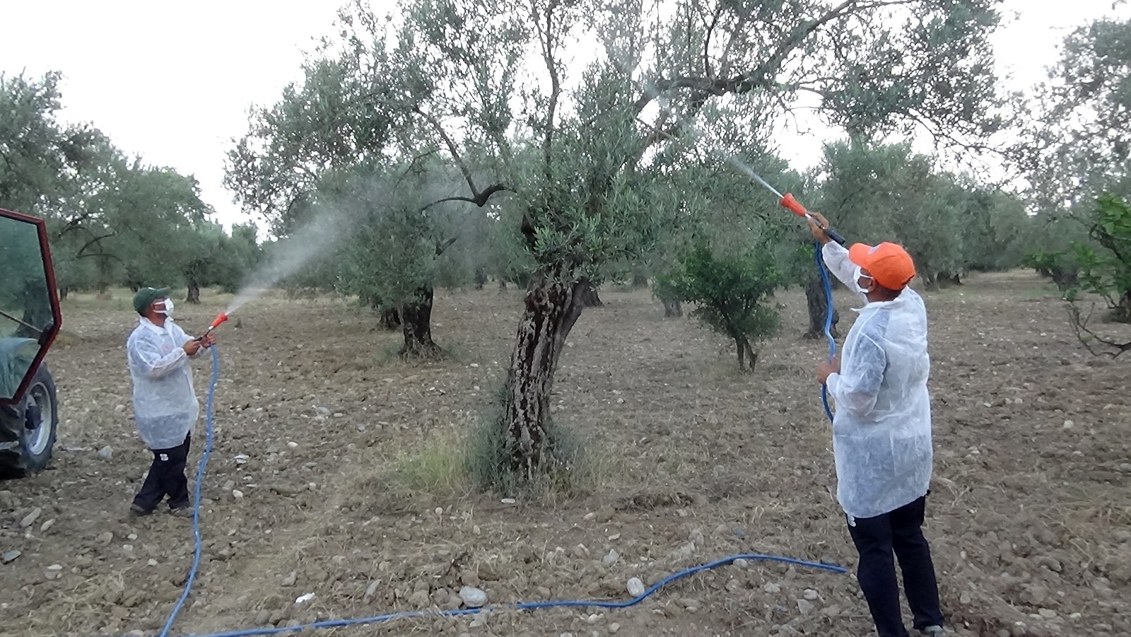 Zeytinlikler bor kaolin karışımı ile zeytin sineğine karşı korunacak