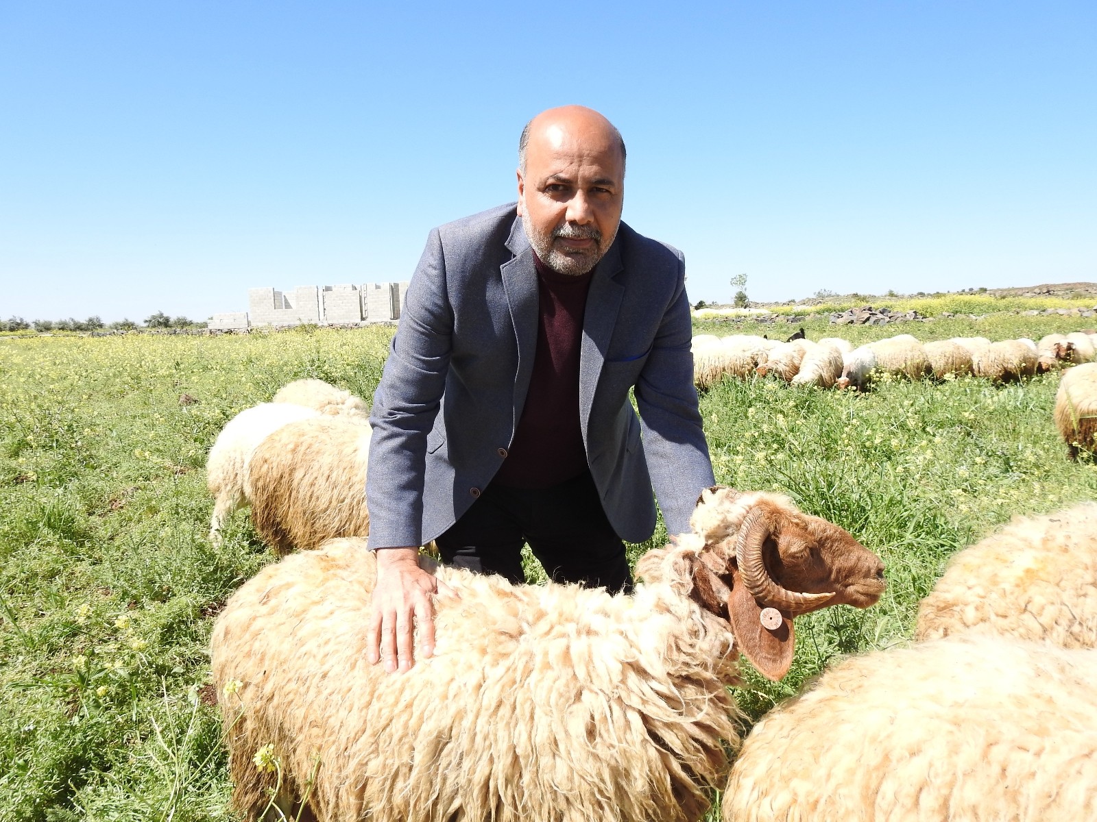 Koyun Keçi Yetiştiricileri Birliği Başkanı’ndan zincir marketlere kurbanlık fiyat tepkisi