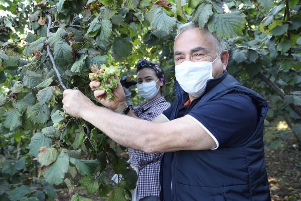 Fındık bu yıl da dalda kalmayacak