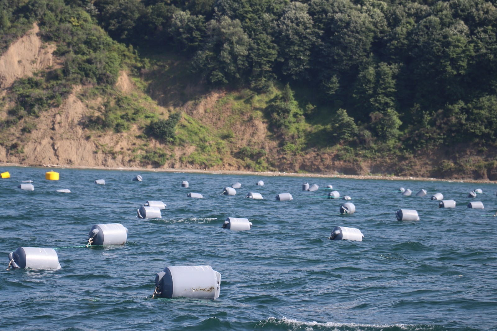 Yalova’da yıllık 8 bin 900 ton kapasiteli midye üretimi gerçekleştirilecek