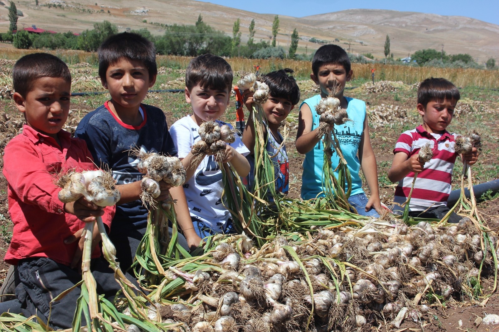 Kahramanmaraş’ın Koçovası Sarımsağı tescillendi