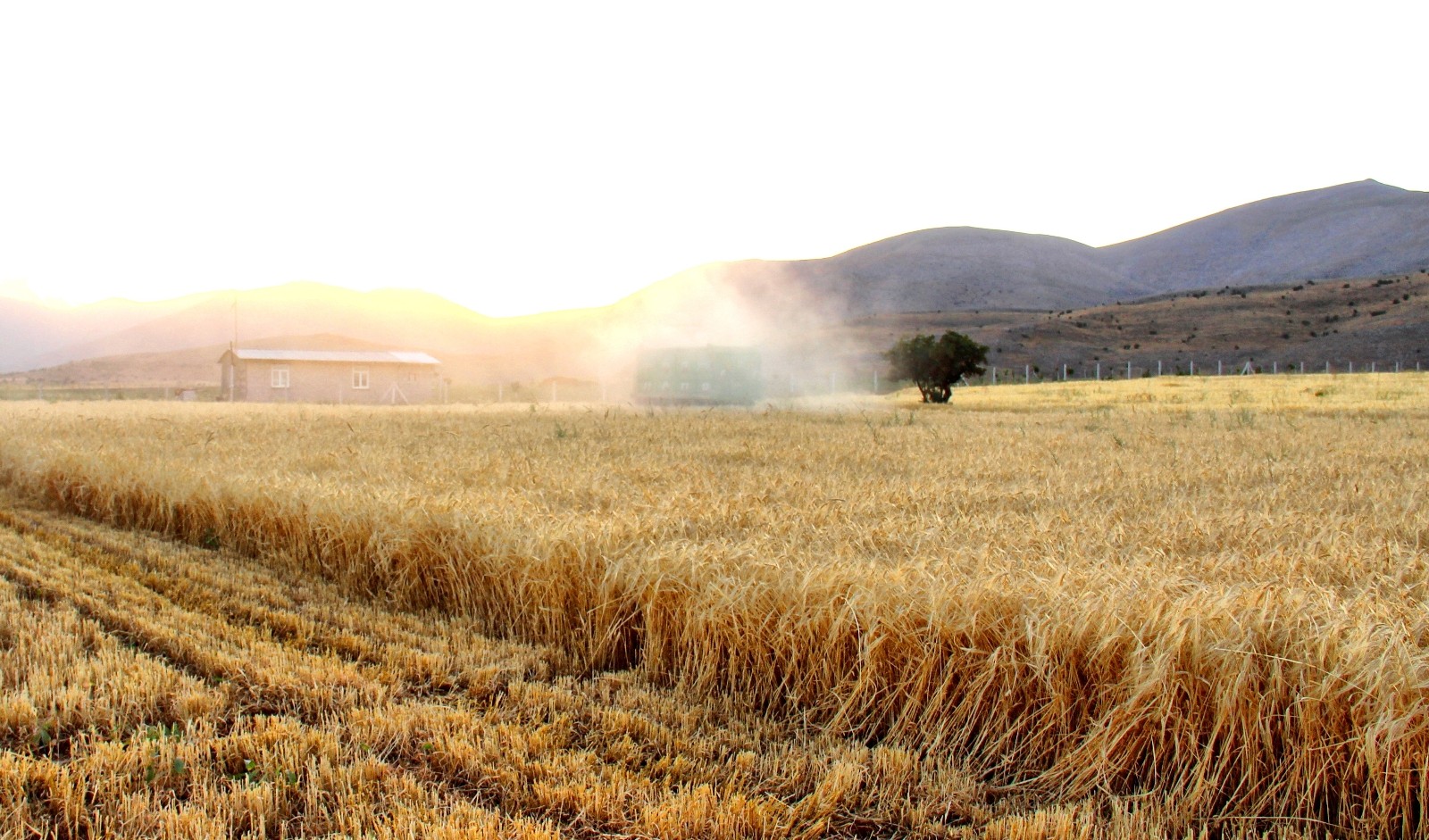 Kahramanmaraş’ta ekinler biçilmeye başladı