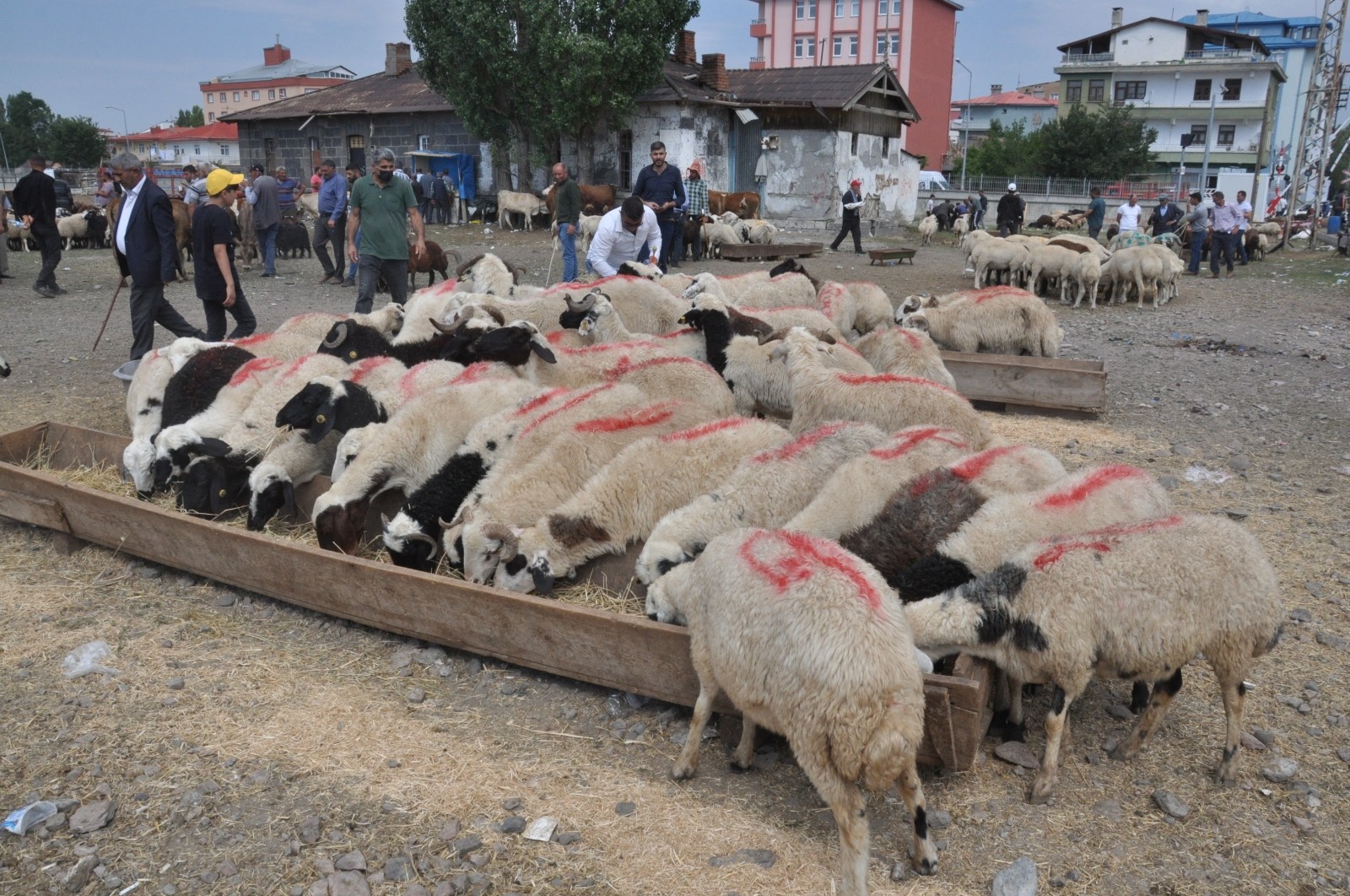 Kars’ta Kurban Pazarı’nda son gün yoğunluğu