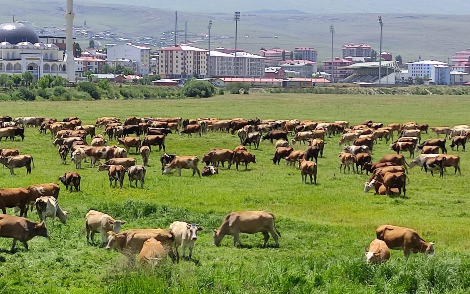 Ardahan’ı kuraklık vurdu, hayvanlar yaylalardan indirilip meralara bırakıldı