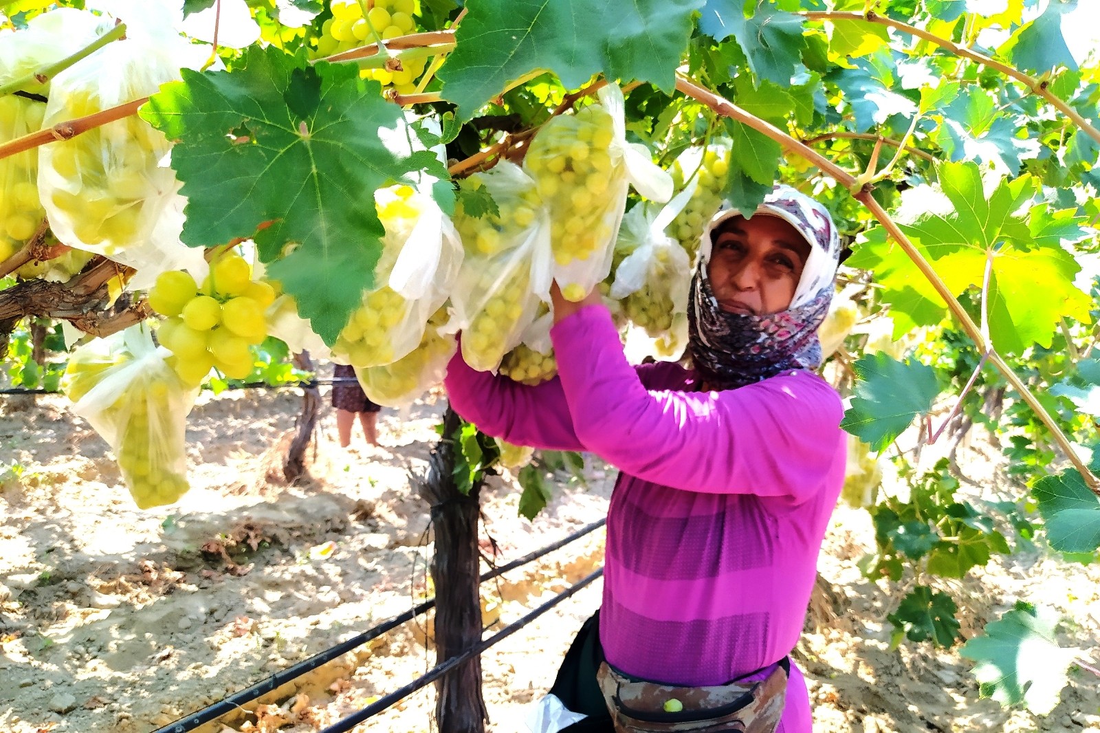 Dünyaca ünlü üzümleri korumak için 4 bin salkımı çöp poşetleriyle kapladı