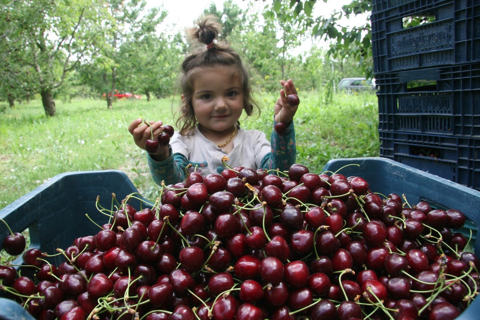 (ÖZEL) 500 bin ağaçta 30 bin ton kiraz üretimi yapıldı