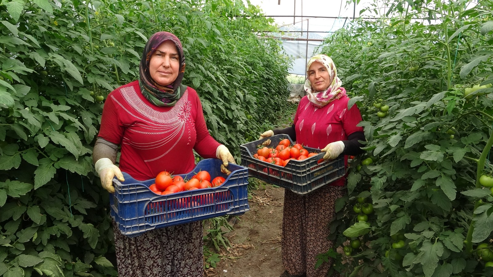 Isparta’da yayla şartlarında domates hasadı