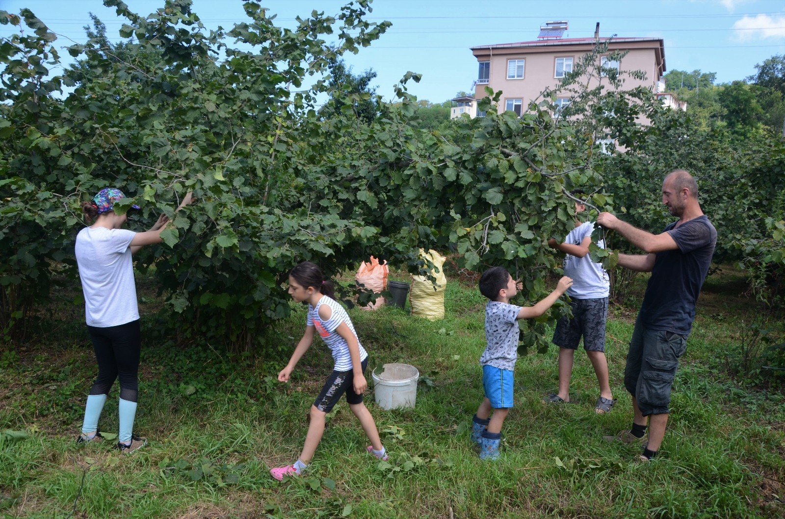 Karadeniz’de fındık hasadı başladı